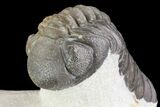 Beautiful, Austerops Trilobite - Ofaten, Morocco #75466-4
